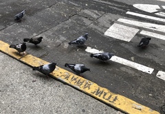 Columba livia