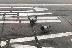 Columba livia