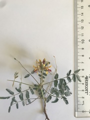 Hoffmannseggia glauca