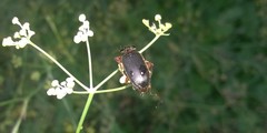Ophonus incisus