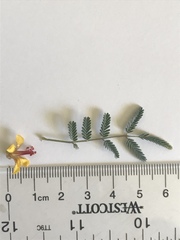 Hoffmannseggia glauca