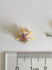 Hoffmannseggia glauca