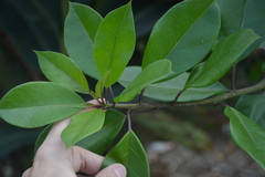 Solandra grandiflora