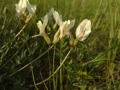 Astragalus depauperatus