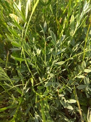 Astragalus depauperatus