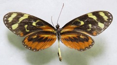 Mechanitis polymnia lycidice