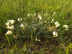Astragalus depauperatus