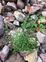 Aquilegia desertorum