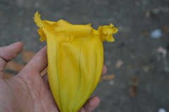 Solandra grandiflora
