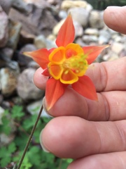 Aquilegia desertorum