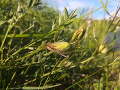 Astragalus depauperatus
