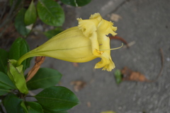 Solandra grandiflora