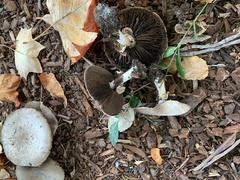 Pseudochitonia