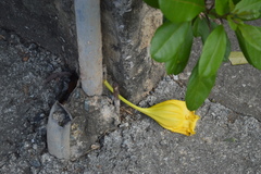 Solandra grandiflora
