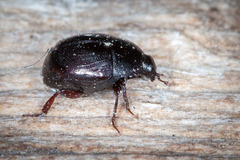 Xerosaprinus acilinea