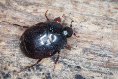 Xerosaprinus acilinea