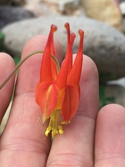 Aquilegia desertorum