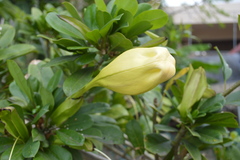 Solandra grandiflora