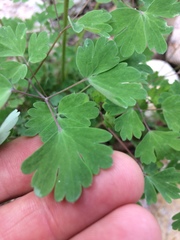 Aquilegia desertorum