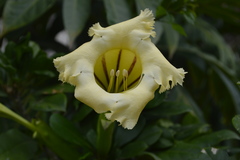 Solandra grandiflora