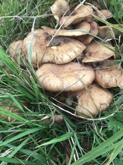 Armillaria mellea