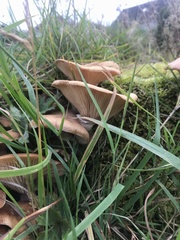 Armillaria mellea