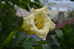 Solandra grandiflora