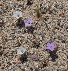 Linanthus parryae