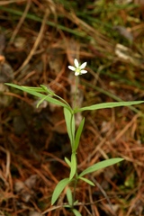 Moehringia umbrosa