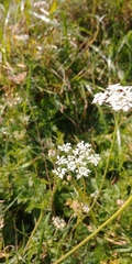 Daucus carota