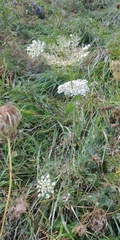 Daucus carota