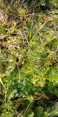 Daucus carota