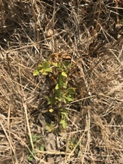 Trifolium wormskioldii