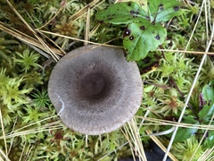 Lactarius hibbardiae