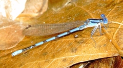Argia tarascana