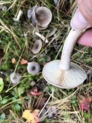 Lactarius hibbardiae