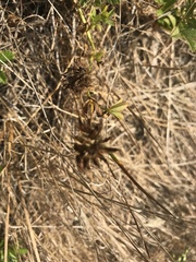 Trifolium wormskioldii