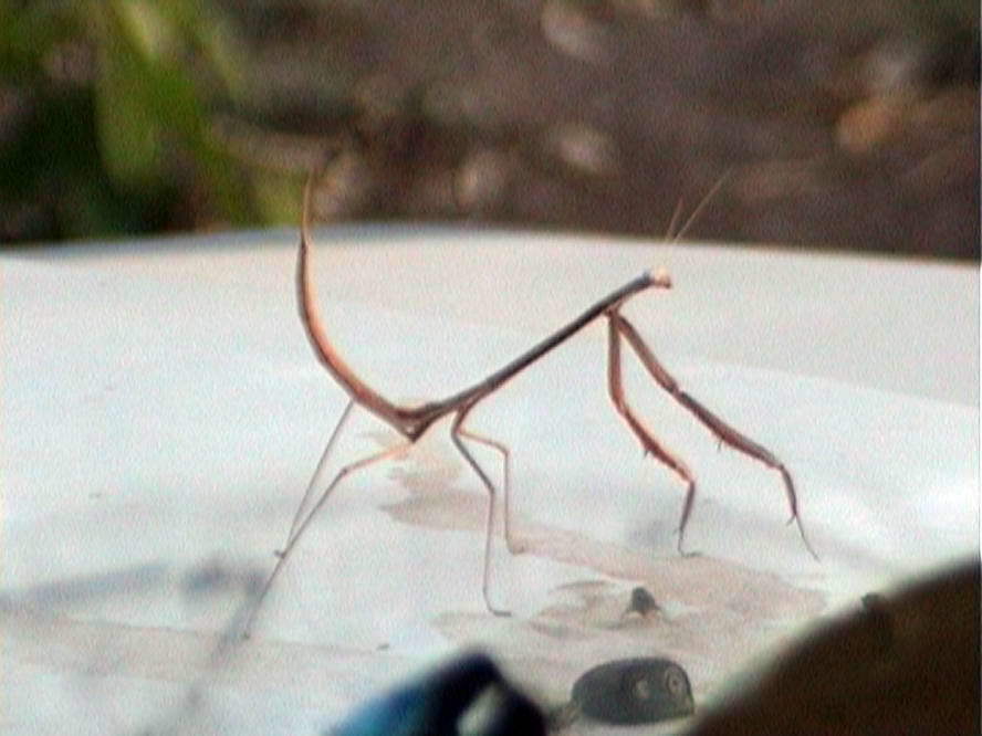 Solygiinae