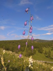 Adenophora stenanthina