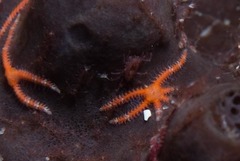 Ophiactoidea