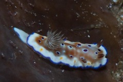 Goniobranchus cavae