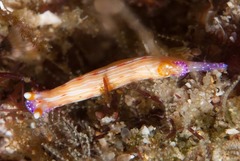 Hypselodoris maculosa