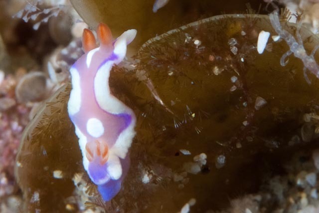 Twinspot Rainbow Dorid