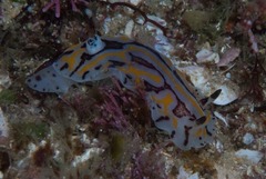 Halgerda dichromis
