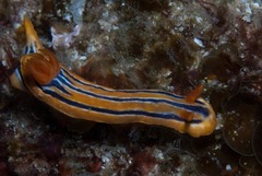 Chromodoris celinae