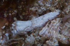 Dermatobranchus semilunus