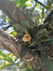 (c) Victor De la Cruz, some rights reserved (CC BY) Masdevallia floribunda, photograph (c) Victor De la Cruz, some rights reserved (CC BY)