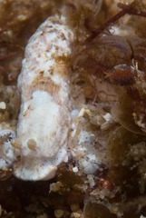 Dermatobranchus semilunus