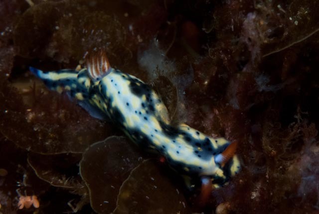 Black-spotted Split-tooth Dorid
