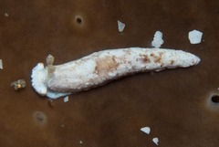 Dermatobranchus semilunus